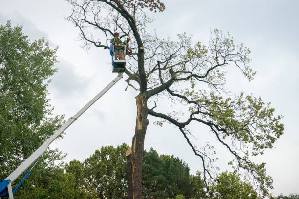 Tree Health Inspection in Stansbury Park, UT